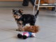 Chiots yorkshire terrier disponible pour adoption
