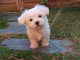 Chiot Bichon Maltais à donner