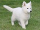 Chiots berger blanc suisse disponible de suite