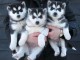 Donne chiots husky sibérien