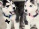 Donne chiots husky sibérien