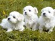 Adorables Chiots Bichon Maltais Pure Race