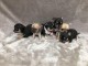 Superbes Chiots Chihuahua Pure Race Poils Courts Taille Standard