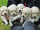 Magnifiques Chiots Golden Retriever Pure Race