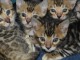 Adorables chatons Bengal Pure Race