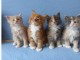 Jolis Chatons Maine Coon Pure Race Pedigree
