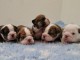 Magnifiques Chiots Bulldog Anglais