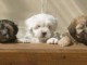 Superbes Chiots Bichon Havanais Pure Race Pedigree