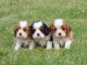 Adorables Chiots Cavalier King Charles Pure Race