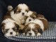 Très Beaux Chiots Shih Tzu Pure Race disponibles tout de suite