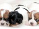 Sublimes Chiots Jack Russel Pure Race