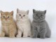 Superbes Chatons British Shorthair Pure Race