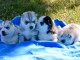 Superbes Chiots Siberian Husky Pure Race