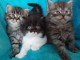 Magnifiques chatons longhair