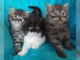Magnifiques chatons longhair