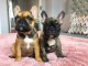 chiots BOULEDOGUE FRANÇAIS 