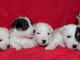 Sublimes Chiots Jack Russel Pure Race