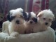 Superbes Chiots Bichon Havanais Pure Race Pedigree