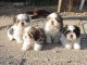 Exceptionnels Chiots Shih Tzu Pure Race