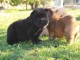 Chiots chow chow de race pure à donner