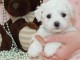 Chiots Bichon frisé disponible de suite