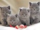 Superbes Chatons Chartreux Pure Race Pedigree