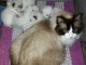 Superbes Chatons Ragdoll Pure Race