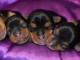 Superbes Chiots Yorkshire Terrier Pure Race issus de grandes lign