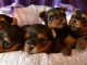 Superbes Chiots Yorkshire Terrier Pure Race