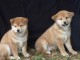 Donne 2 superbes chiots Shiba Inu en bonne sante