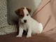 Sublimes chiots jack russel pure race