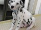 Magnifique Chiots Dalmatien à donner 