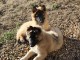 Chiots berger Belge Malinois pour adoption