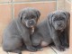 Chiots disponible bébés Cane Corso