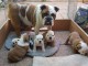 Magnifiques Chiots Bulldog Anglais