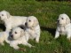 Magnifiques Chiots Golden Retriever Pure Race