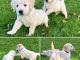 Superbe bb chiots golden retriever inscrits au lof âgés de 3 mois