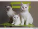 Sublime Chatons Bristish Shorthair à donner