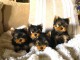  Chiots Yorkshire Terrier