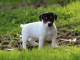  A donner chiot jack russel femelle de 03 mois