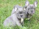 Magnifique chiots de race bouledogue français au yeux bleu