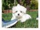 Chiot type bichon maltais de 3 mois pour adoption