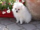 A Donner Superbe Chiot SPITZ ALLEMAND Blanc