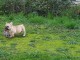 Chiot bouledogue français femelle à donner