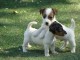 Offre adorable chiot type jack russell