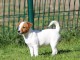 Donne Chiot femelle de type jack russell terrier