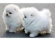 Chiots de Spitz Nain pour adoption