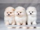 Chiots de Spitz Nain pour adoption