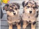  Chiots Bergers Australiens LOF