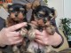  Chiots YORKSHIRE LOF